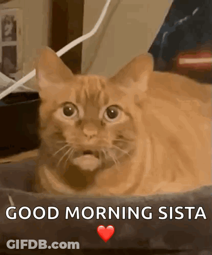 A Cat Is Laying In A Bed With The Words Good Morning Sista Written On The Bottom GIF