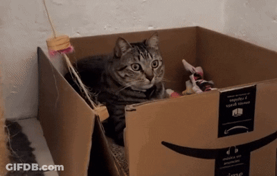 A Cat Is Laying In A Cardboard Box With An Amazon Logo GIF