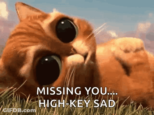 A Cat Is Laying In The Grass With The Words " Missing You High Key Sad " Written Below It GIF