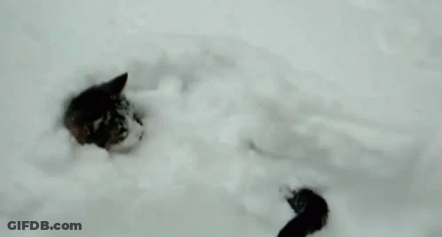 A Cat Is Laying In The Snow And Looking Out Of A Hole . GIF