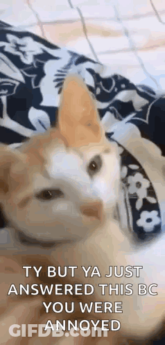A Cat Is Laying On A Bed And Looking At The Camera With A Collar On . GIF