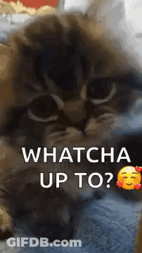 A Cat Is Laying On A Bed And Looking At The Camera With The Words `` Whatcha Up To '' . GIF