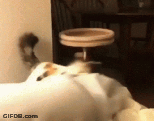 A Cat Is Laying On A Bed In Front Of A Table And Chairs GIF