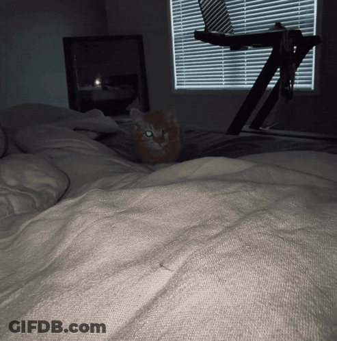 A Cat Is Laying On A Bed In Front Of A Window With Blinds GIF