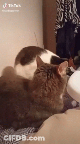 A Cat Is Laying On A Bed Looking At A Bottle Of Milk . GIF