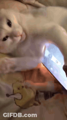 A Cat Is Laying On A Bed Next To A Phone GIF