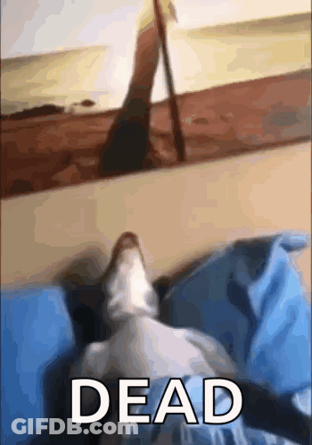A Cat Is Laying On A Bed Next To A Picture Of A Person Walking On The Beach And The Word Dead GIF