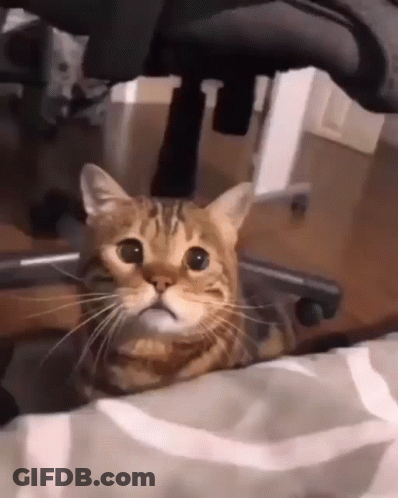 A Cat Is Laying On A Bed Under A Chair And Looking At The Camera GIF