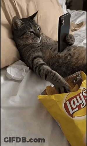 A Cat Is Laying On A Bed With A Bag Of Lays Chips GIF