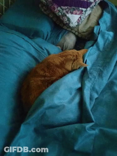 A Cat Is Laying On A Bed With A Blue Blanket GIF