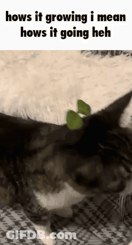 A Cat Is Laying On A Bed With A Green Plant On Its Head And A Caption That Says Hows It Growing GIF