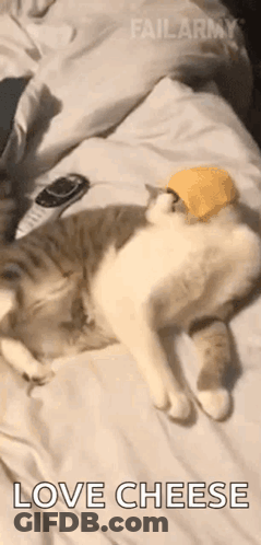 A Cat Is Laying On A Bed With A Hat On Its Head And The Words `` Love Cheese '' . GIF