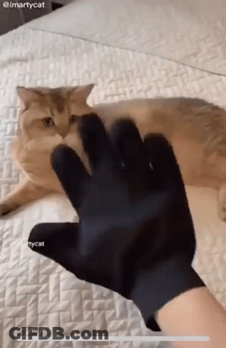 A Cat Is Laying On A Bed With A Person Wearing A Black Glove GIF