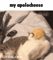 A Cat Is Laying On A Bed With A Piece Of Cheese On It . GIF