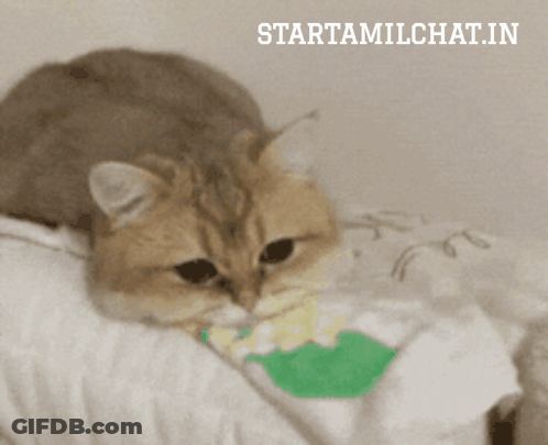 A Cat Is Laying On A Bed With A Starttamilchat.in Logo In The Corner GIF