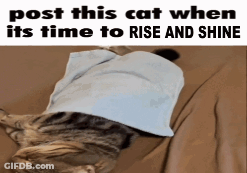 A Cat Is Laying On A Bed With A Towel On Its Head And The Caption Post This Cat GIF