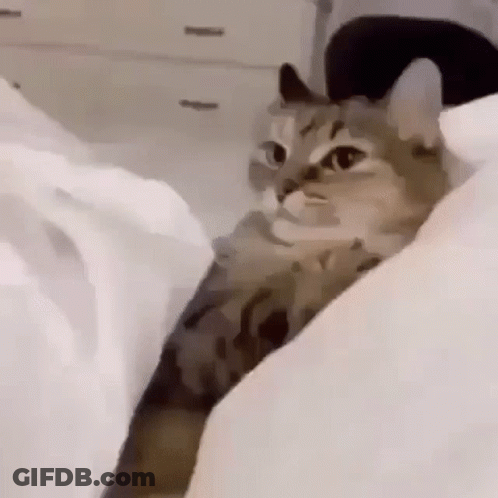 A Cat Is Laying On A Bed With A White Blanket . GIF