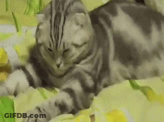 A Cat Is Laying On A Bed With A Yellow Blanket GIF