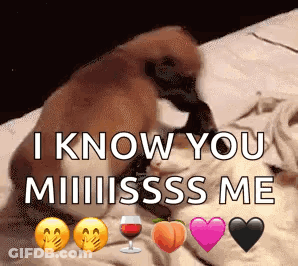 A Cat Is Laying On A Bed With Emojis And Says I Know You Miss Me . GIF
