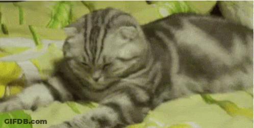 A Cat Is Laying On A Bed With Its Eyes Closed And Looking At The Camera . GIF