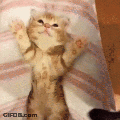 A Cat Is Laying On A Bed With Its Paws Outstretched GIF
