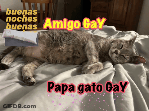 A Cat Is Laying On A Bed With The Words Amigo Gay Papa Gato Gay On The Bottom GIF