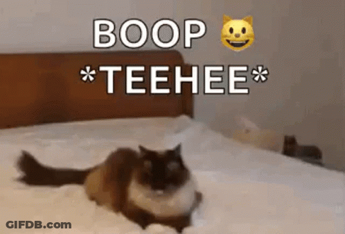 A Cat Is Laying On A Bed With The Words `` Boop Teehee '' Written On It . GIF