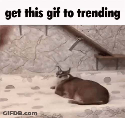 Cat Lying On Bed Get This Gif Trending GIF