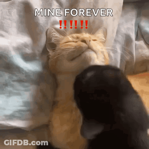 A Cat Is Laying On A Bed With The Words Mine Forever Written On It GIF