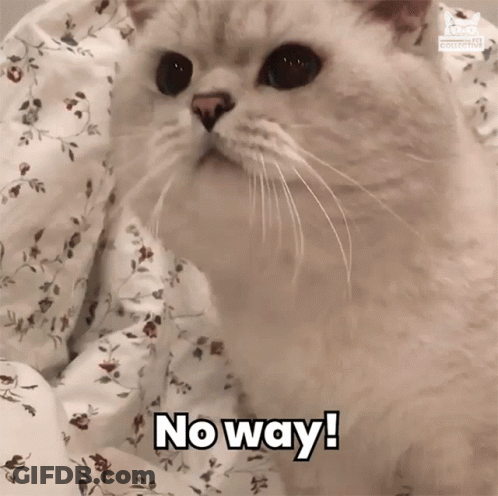A Cat Is Laying On A Bed With The Words No Way Written On It GIF