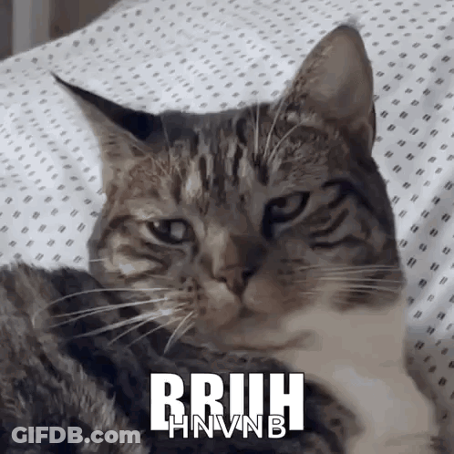A Cat Is Laying On A Bed With The Words Rruih Hnvnb Written On It GIF