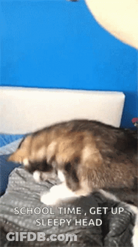 A Cat Is Laying On A Bed With The Words School Time Get Up Sleepy Head Below It GIF
