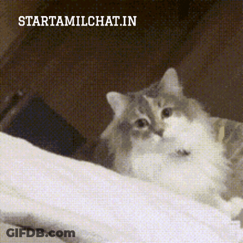 A Cat Is Laying On A Bed With The Words Startamilchat.in Above It GIF