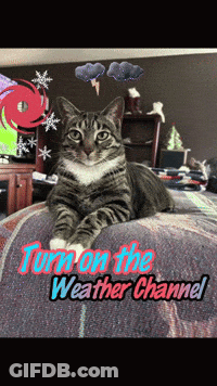 A Cat Is Laying On A Bed With The Words Turn On The Weather Channel GIF