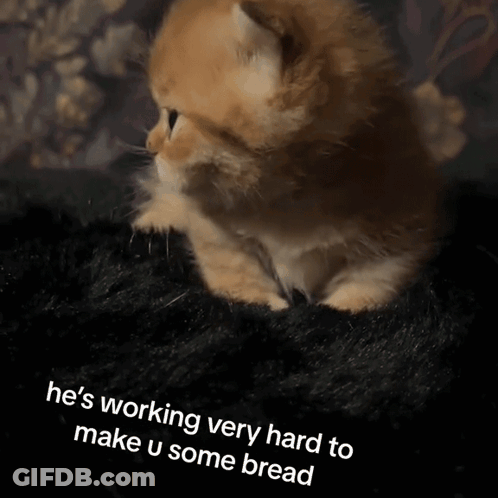 A Cat Is Laying On A Black Blanket With The Words He 'S Working Very Hard To Make U Some Bread GIF