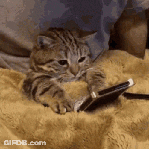 A Cat Is Laying On A Blanket With A Cell Phone In Its Paws . GIF