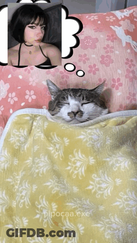 A Cat Is Laying On A Blanket With A Picture Of A Girl Behind It GIF