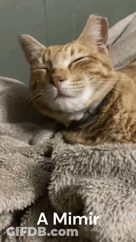 A Cat Is Laying On A Blanket With The Words A Mimir Above It GIF