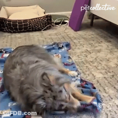 A Cat Is Laying On A Blue Blanket With The Pet Collective Written On The Bottom GIF