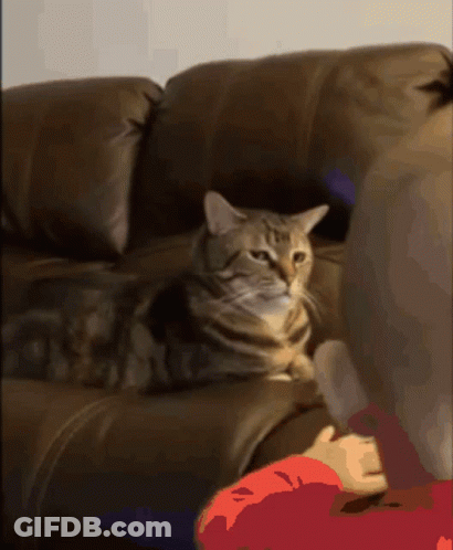 A Cat Is Laying On A Brown Leather Couch Looking At The Camera GIF