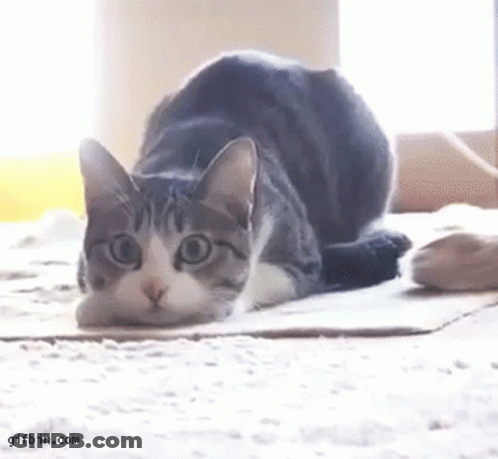 A Cat Is Laying On A Cardboard Box On A Carpet . GIF