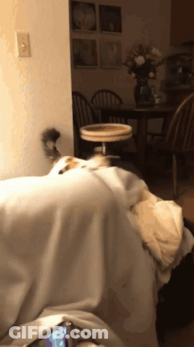 A Cat Is Laying On A Couch In A Room GIF
