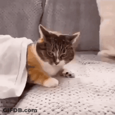 A Cat Is Laying On A Couch Under A White Blanket . GIF