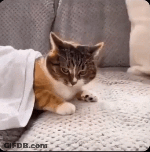 A Cat Is Laying On A Couch Under A White Sheet . GIF