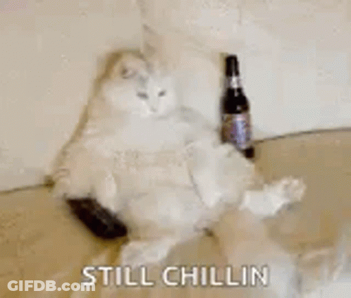 A Cat Is Laying On A Couch With A Bottle Of Beer . GIF