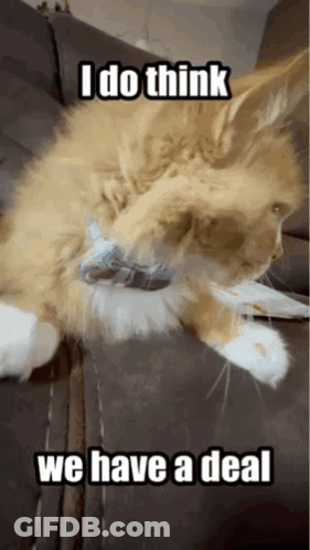 A Cat Is Laying On A Couch With A Caption That Says I Do Think We Have A Deal GIF