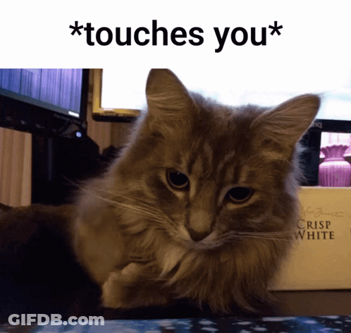 A Cat Is Laying On A Desk Next To A Crisp White Box GIF