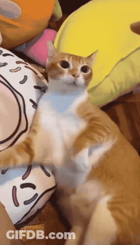 A Cat Is Laying On A Donut Pillow GIF