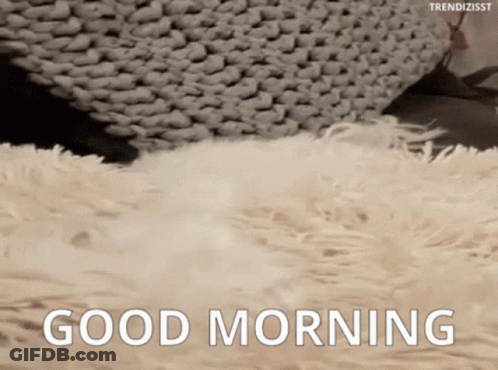 A Cat Is Laying On A Fluffy Blanket And Says Good Morning . GIF