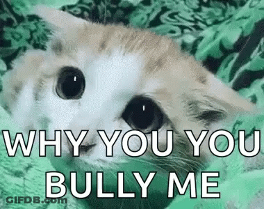 A Cat Is Laying On A Green Blanket With The Words `` Why You You Bully Me '' . GIF